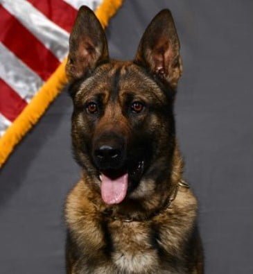 Roswell Police Department to Honor K9 Edo with Memorial Service