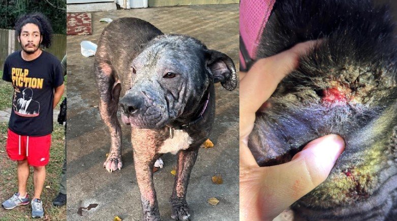 Macon Dog Owner Arrested for Animal Cruelty Near Mercer University