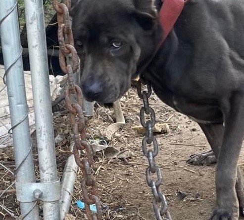 Crisp County Man Arrested on Animal Cruelty Charges Following Discovery of Malnourished Dog