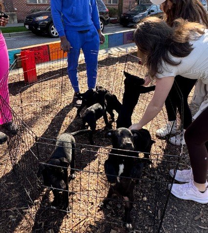 Puppies illegally being offered for sale along Beltline in Atlanta.