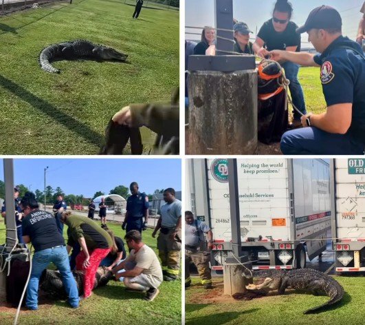 12-Foot Alligator Removed From Macon Business