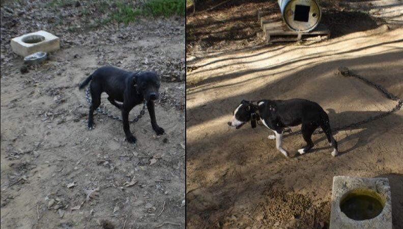 Notorious Georgia Dogfighter Convicted on 69 Federal Charges