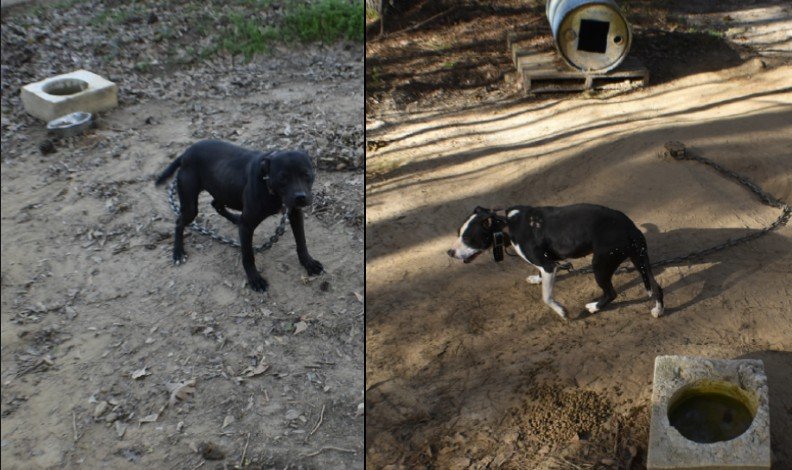 Notorious Georgia Dogfighter Convicted on 69 Federal Charges