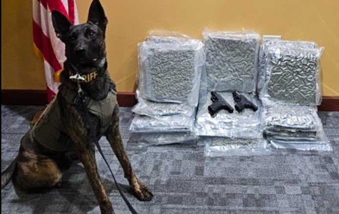 Richmond County Targets Gangs and Guns in Operation; 23 lbs of Marijuana and Firearms Seized