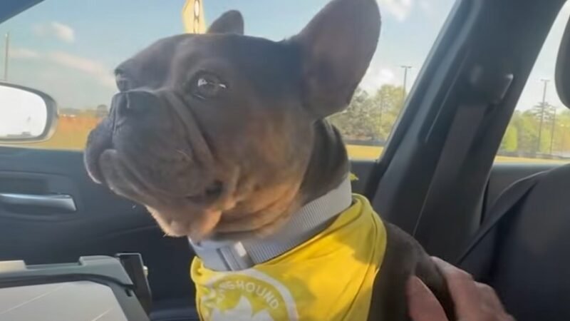 Social Media Post Leads to Recovery of Stolen French Bulldog in Gwinnett County