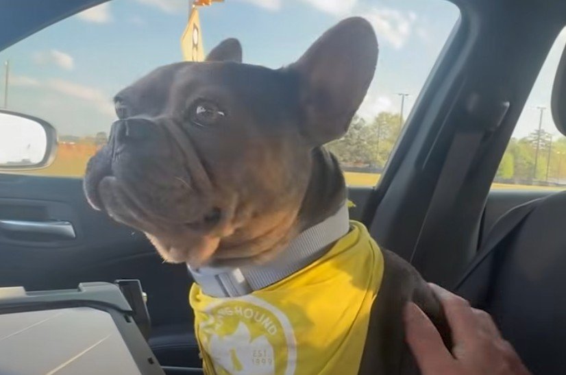 Social Media Post Leads to Recovery of Stolen French Bulldog in Gwinnett County