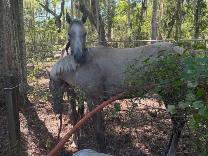 Two Men Arrested After Investigation Leads to Recovery of Stolen Horses in Coffee County