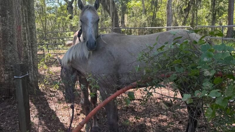 Two Men Arrested After Investigation Leads to Recovery of Stolen Horses in Coffee County