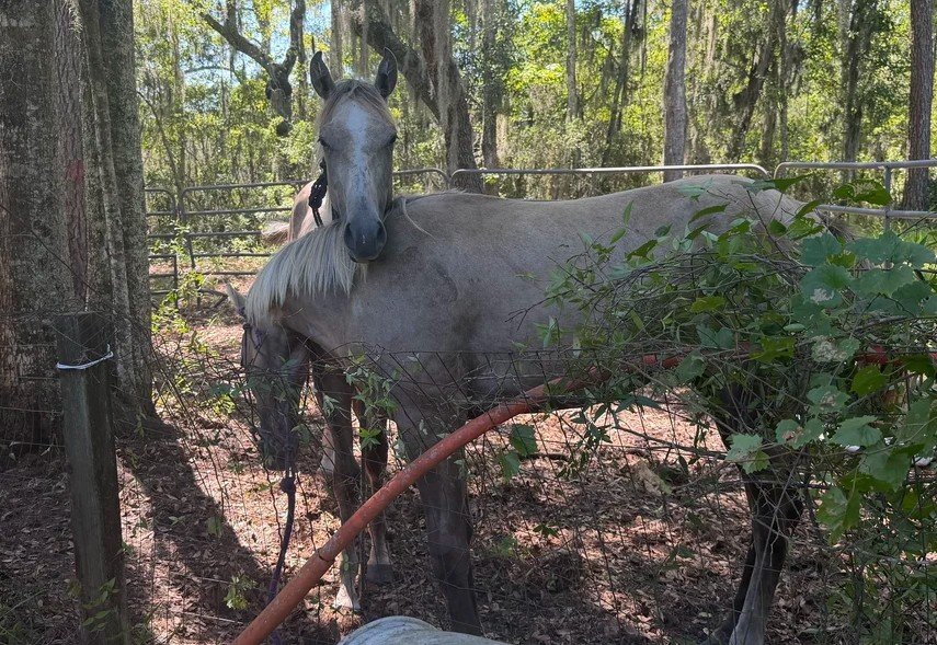 Two Men Arrested After Investigation Leads to Recovery of Stolen Horses in Coffee County