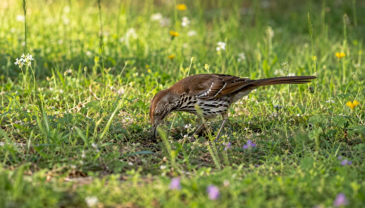 Georgia’s State Bird: The Brown Thrasher, Explained
