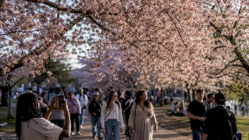 What to Know About Macon’s Cherry Blossom Festival in 2026