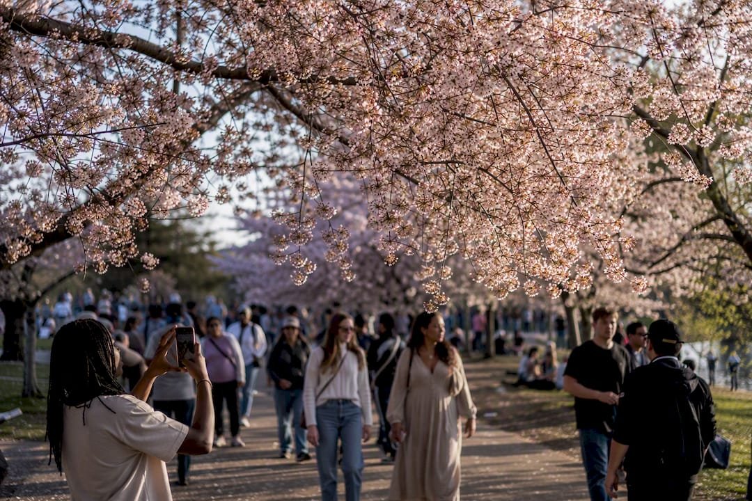 What to Know About Macon’s Cherry Blossom Festival in 2026