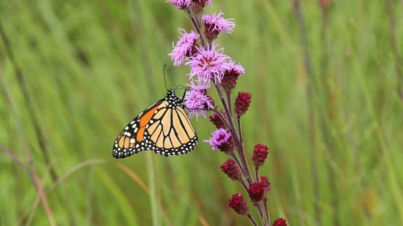 Georgia DOT Establishes Monarch Butterfly Meadows Along Highways Across the State