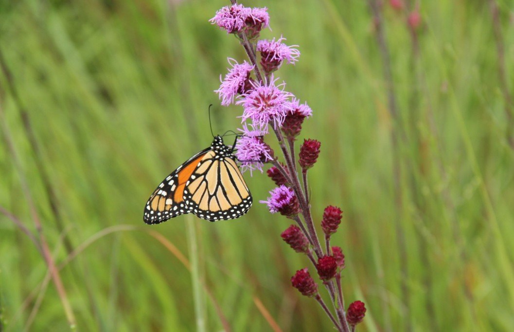 Georgia DOT Establishes Monarch Butterfly Meadows Along Highways Across the State Georgia DOT Establishes Monarch Butterfly Meadows Along Highways Across the State